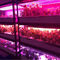 Bitki Büyümesi 1W SMD 3030 740nm 745nm LED Grow Işık Çipi